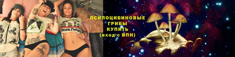 дарк нет телеграм  OMG зеркало  Калининск  Псилоцибиновые грибы Cubensis 